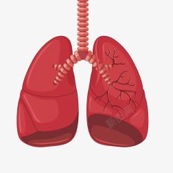 心肺器官图片人体肺部高清图片