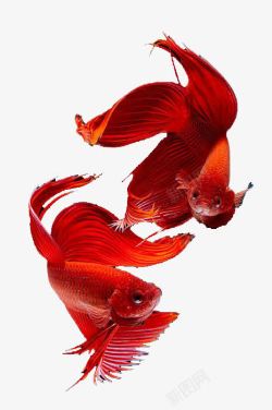 红色暹罗鱼素材