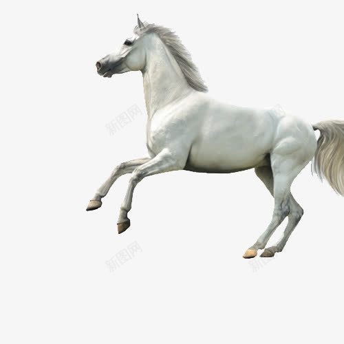 跳跃的白马png免抠素材_新图网 https://ixintu.com 产品实物 动物 白色 跳跃 马