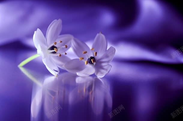 梦幻紫色花朵jpg设计背景_新图网 https://ixintu.com 梦幻 紫色 花朵