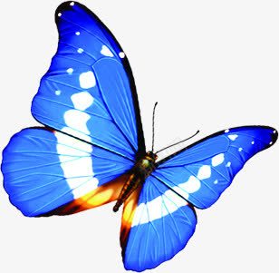 创意合成手绘蓝色的花蝴蝶png免抠素材_新图网 https://ixintu.com 创意 合成 蓝色 蝴蝶