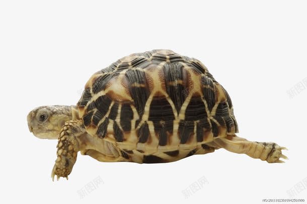 一只海龟png免抠素材_新图网 https://ixintu.com 两栖 实物 海边 爬行 硬壳