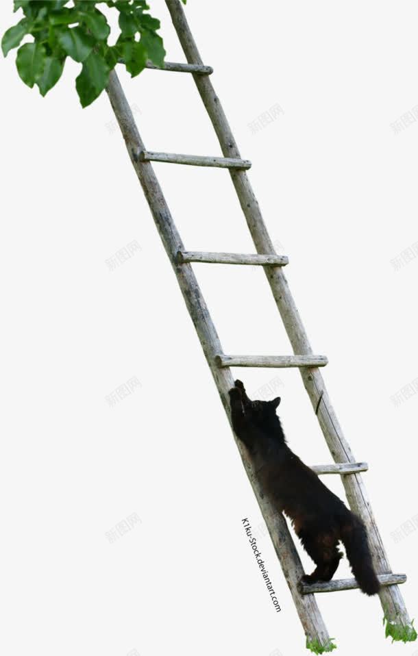 猫爬梯子png免抠素材_新图网 https://ixintu.com png素材 猫爬梯子