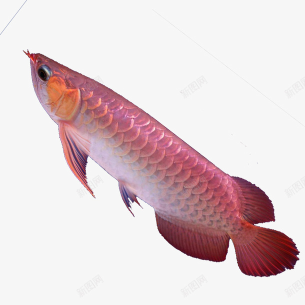 红色龙鱼png免抠素材_新图网 https://ixintu.com 海报素材 红色 观赏鱼 鱼类