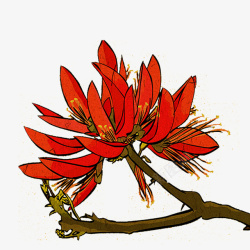 花蕊红色花手绘红色刺桐花高清图片