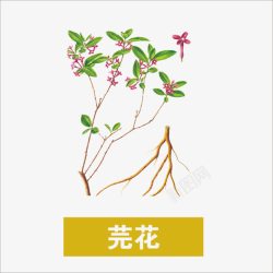 中药图片芫花草药高清图片