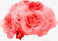 粉色玫瑰花朵元素素材