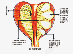 模拟图前例腺模拟图高清图片