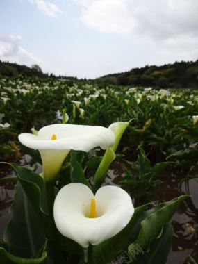 白色简约花海风景背景