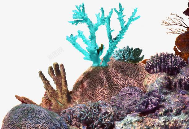 褐色简约珊瑚边框纹理png免抠素材_新图网 https://ixintu.com 免抠PNG 珊瑚 简约 褐色 边框纹理