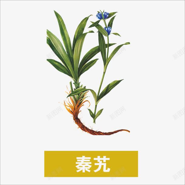 秦艽png免抠素材_新图网 https://ixintu.com 中药 本草纲目 草药 药材