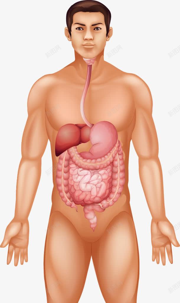 人体内部器官图png免抠素材_新图网 https://ixintu.com 人体 人体器官 人体躯干 人的肢体 卡通人体 卡通肢体 器官 四肢 男性躯体 躯体