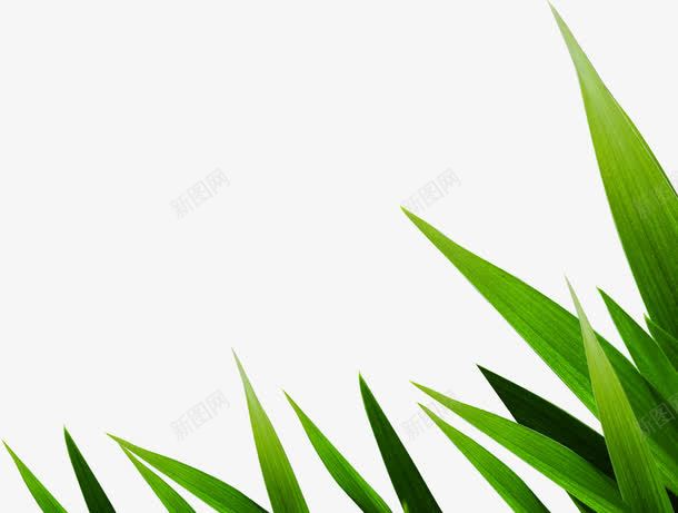 绿色植物效果树叶png免抠素材_新图网 https://ixintu.com 效果 树叶 绿色植物