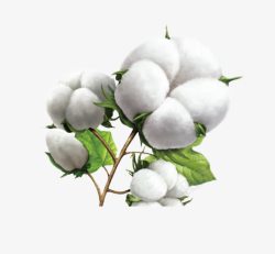 新疆优质棉素材
