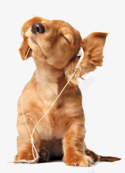 听音乐的狗素材