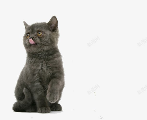 猫png免抠素材_新图网 https://ixintu.com 动物 馋猫 黑猫