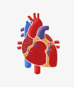 人体器官心脏示意图素材