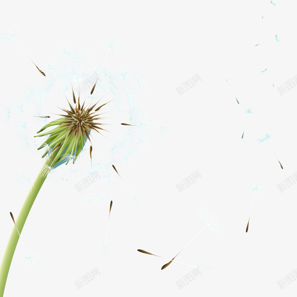 蒲公英png免抠素材_新图网 https://ixintu.com 植物 蒲公英 风