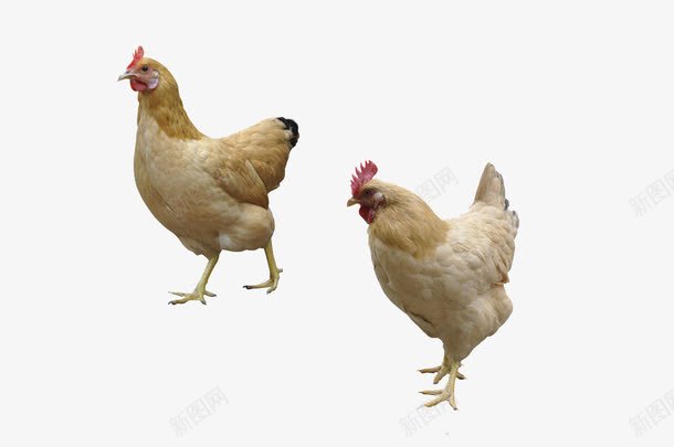 两只母鸡png免抠素材_新图网 https://ixintu.com 两只 实物 家禽 母鸡