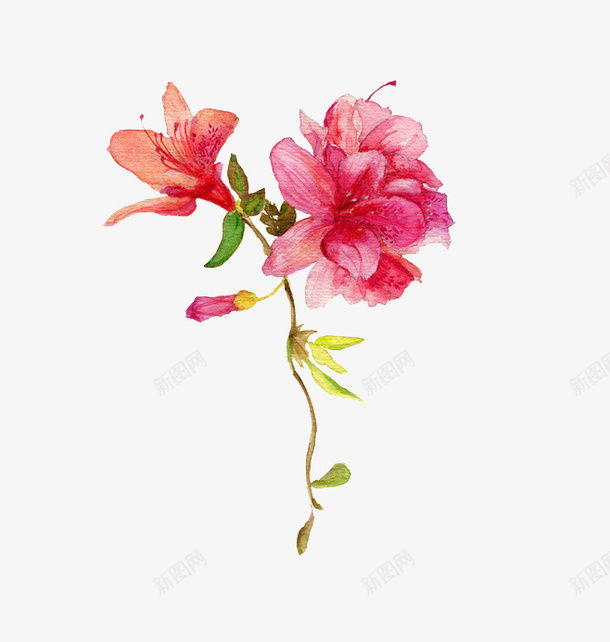 粉色花朵水彩画png免抠素材_新图网 https://ixintu.com 植物 水彩画 粉色 花卉 花朵