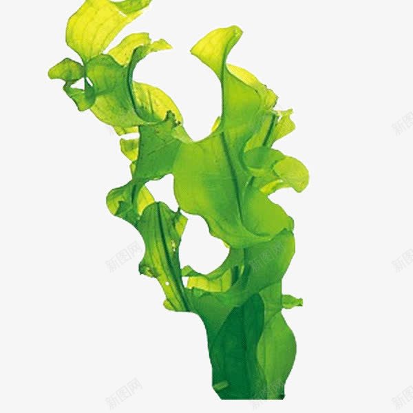 装饰绿藻png免抠素材_新图网 https://ixintu.com 修饰 元素 素材 绿藻