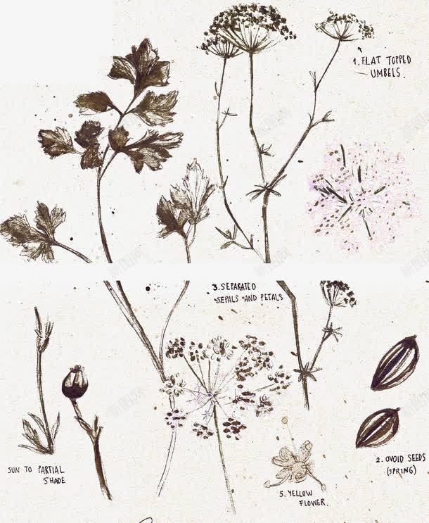 复古手绘植物本草图案png免抠素材_新图网 https://ixintu.com 复古手绘 本草图案 植物