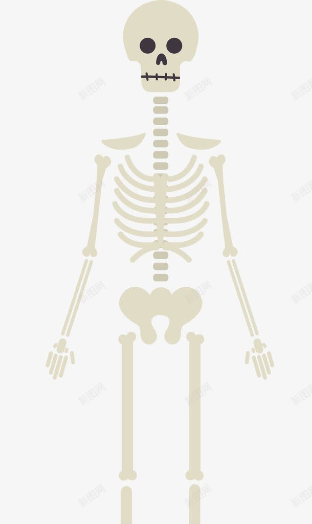 骨骼骷髅png免抠素材_新图网 https://ixintu.com 人体 人的骨头 医学 骨头人 骨骼