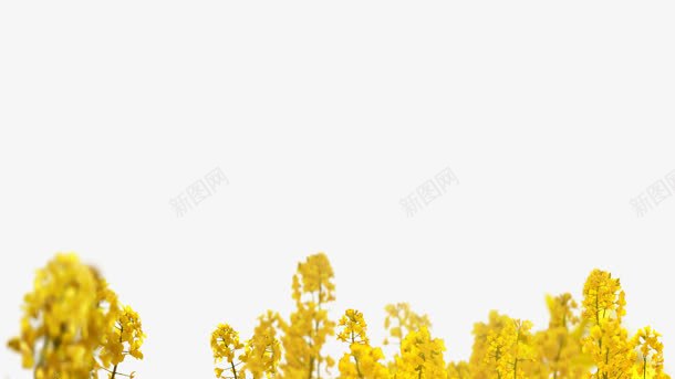 黄色花卉景深效果合成png免抠素材_新图网 https://ixintu.com 合成 效果 景深 花卉 黄色