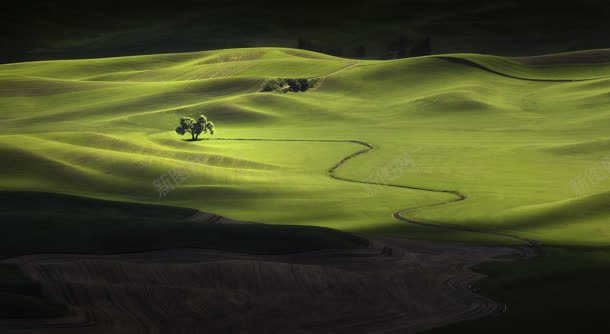 一望无际的绿色茶园背景