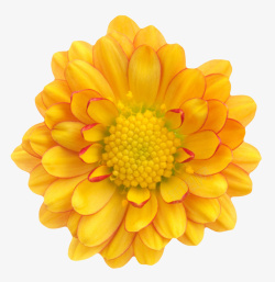 黄色植物黄色花蕾的一朵大花实物素材
