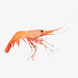 水产红虾阿根廷红虾高清图片