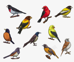 手工绘制的矩形手绘彩色鸟高清图片