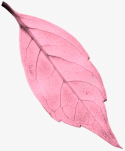 粉色叶子树叶纹理素材