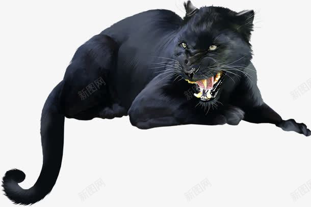 凶狠的黑猫png免抠素材_新图网 https://ixintu.com 凶狠 动物 黑猫 黑色
