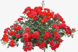 创意合成红色的花卉植物效果元素素材