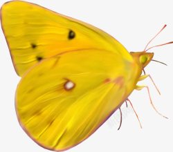 黄色虫黄色的蝴蝶高清图片