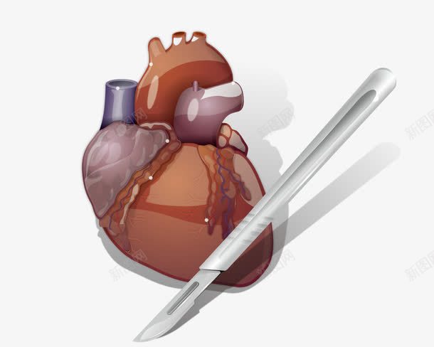 人体器官心脏和手术刀png免抠素材_新图网 https://ixintu.com 人体 器官 手术刀
