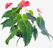 创意摄影绿色植物红色花卉png免抠素材_新图网 https://ixintu.com 创意 摄影 红色 绿色植物 花卉