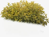 春天黄色景观植物png免抠素材_新图网 https://ixintu.com 春天 景观 植物 黄色