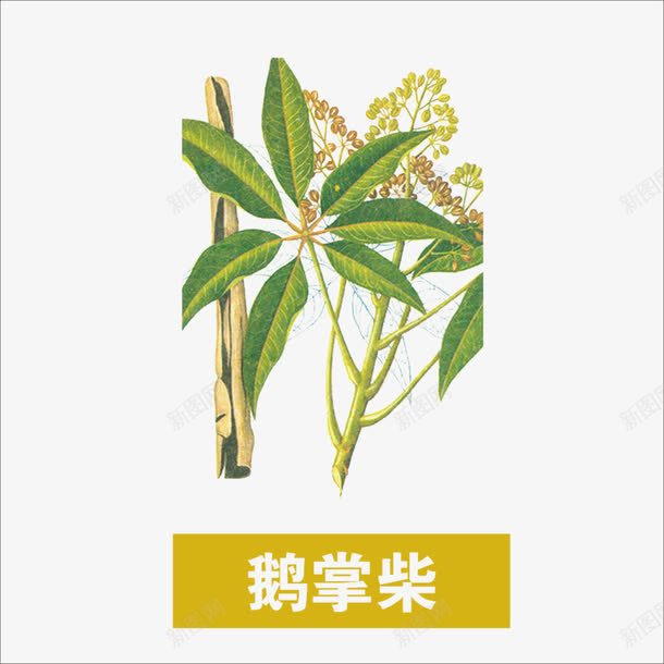 草药png免抠素材_新图网 https://ixintu.com 中药 本草纲目 药材 鹅掌柴