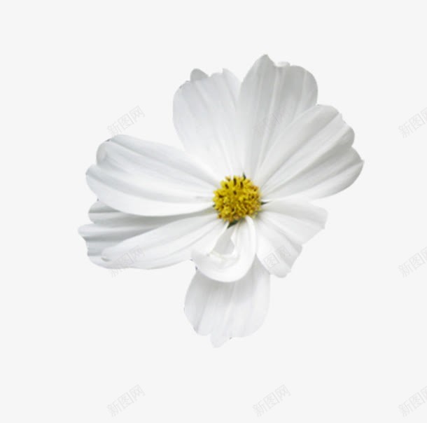 白色的花png免抠素材_新图网 https://ixintu.com 白色 花朵 装饰 鲜花