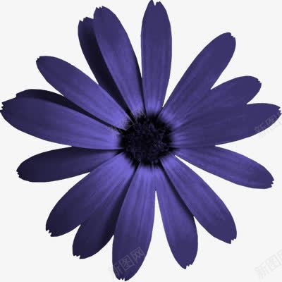 蓝色装饰小花png免抠素材_新图网 https://ixintu.com 花朵 花瓣 蓝色 装饰