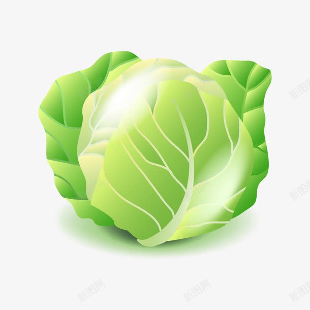 绿色的包菜png免抠素材_新图网 https://ixintu.com 包菜 日常 绿色 绿色包菜 绿色蔬菜 蔬菜 食物