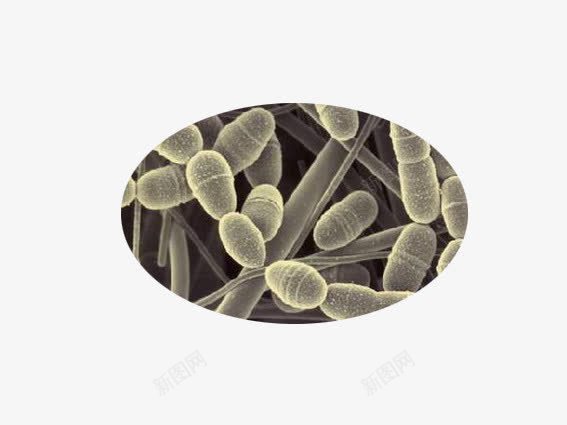 棒杆菌png免抠素材_新图网 https://ixintu.com 微生物 显微镜下实物 棒杆菌