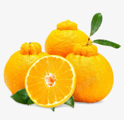 黄色橙子矢量图素材