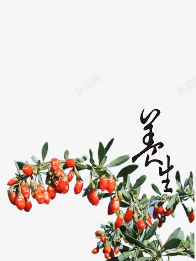 枸杞psd免抠素材_新图网 https://ixintu.com 健康 养身 干果 泡茶 红色