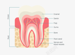 牙齿剖面图矢量图素材