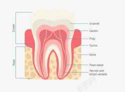 牙齿剖面图牙齿剖面图矢量图高清图片