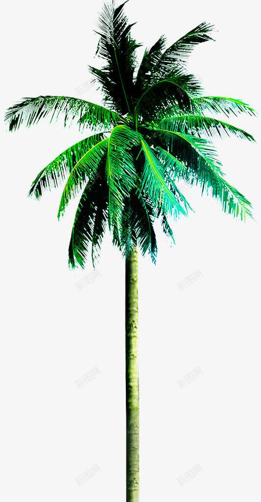 摄影海边的棕榈树png免抠素材_新图网 https://ixintu.com 摄影 棕榈树 海边