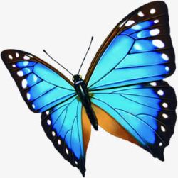 蓝色蝴蝶海报装饰素材
